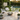 Set de 4 sillas de exterior Rodas - Blanco