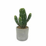 Cactus Naia - Verde y Gris - Tu Gow
